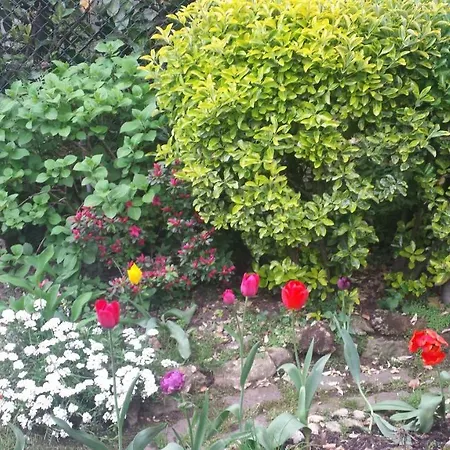 B&B Il Patio-3